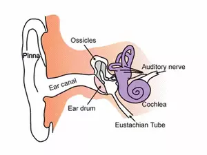Ear Anatomy - Parts of the Ear