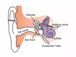 Ear Anatomy - Parts of the Ear