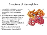 Haemoglobin Structure