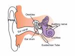Ear Anatomy - Parts of the Ear