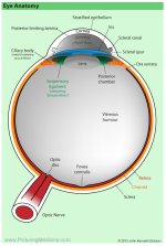 Parts of the Eye - Treatment at AMDA SG Tel: 6694 1661