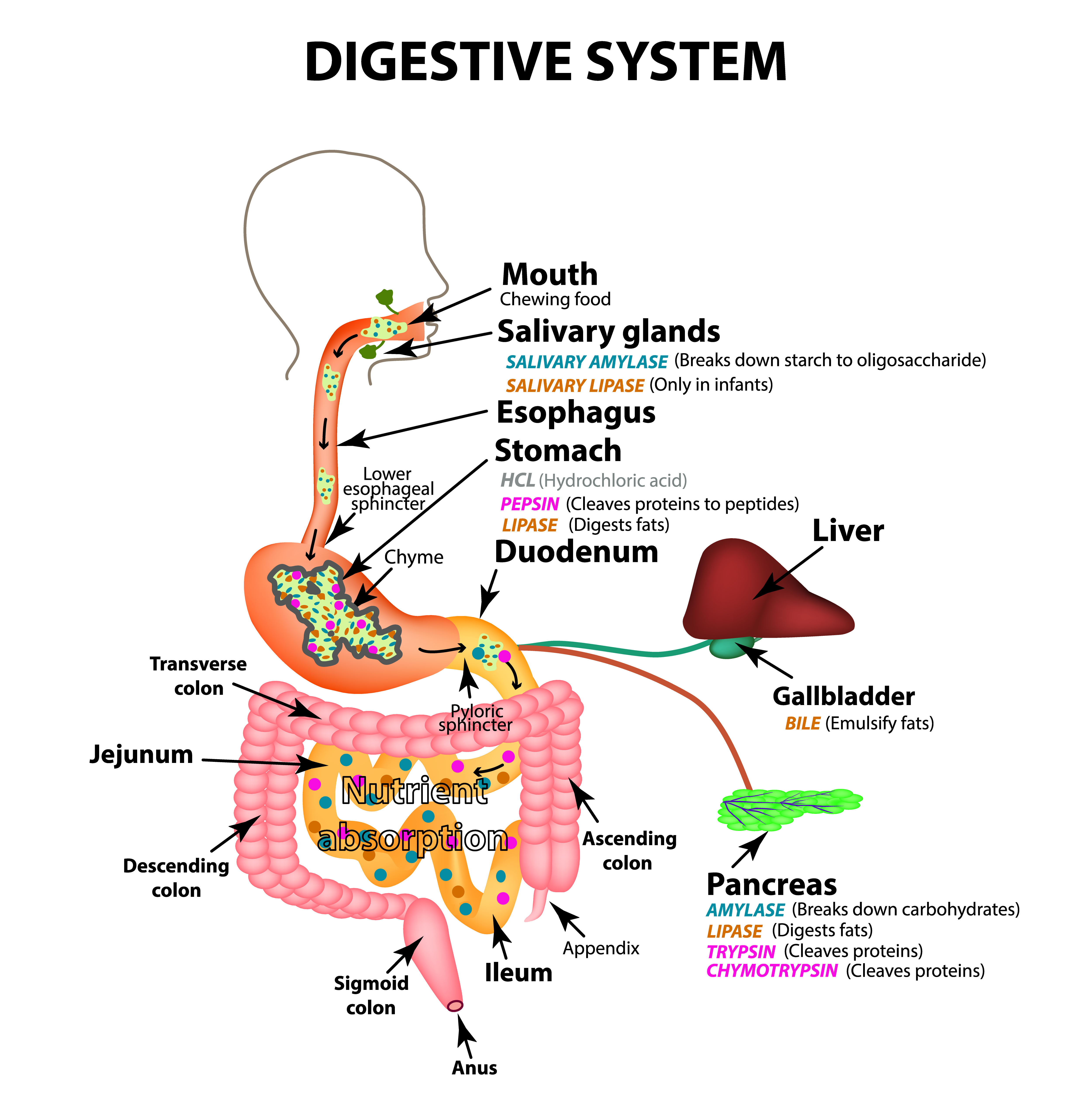 Digestive problems - Treatment @ MDIMC