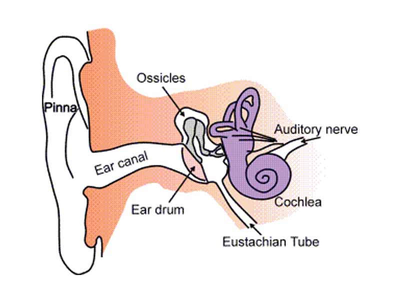 Ear Anatomy - Parts of the Ear
