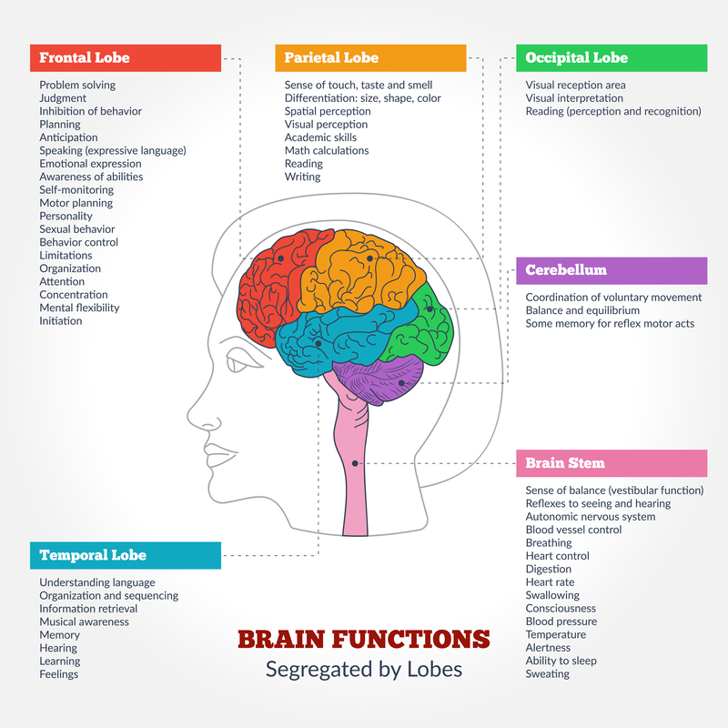 AMDA Clinic - Human brain anatomy & functions