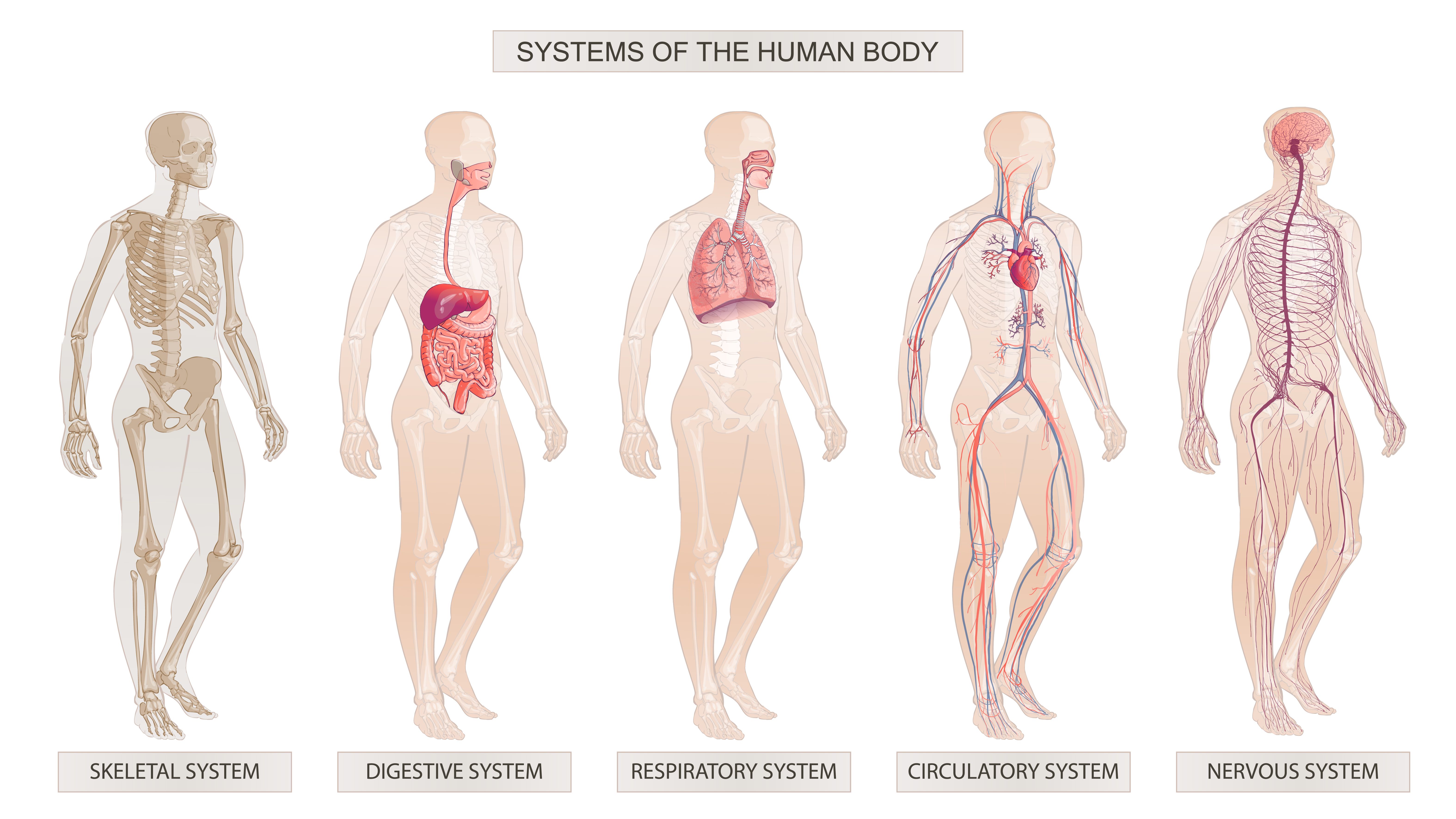 Skeletal, Digestive, Respiratory, Circulatory systems - Treatment @ MDIMC