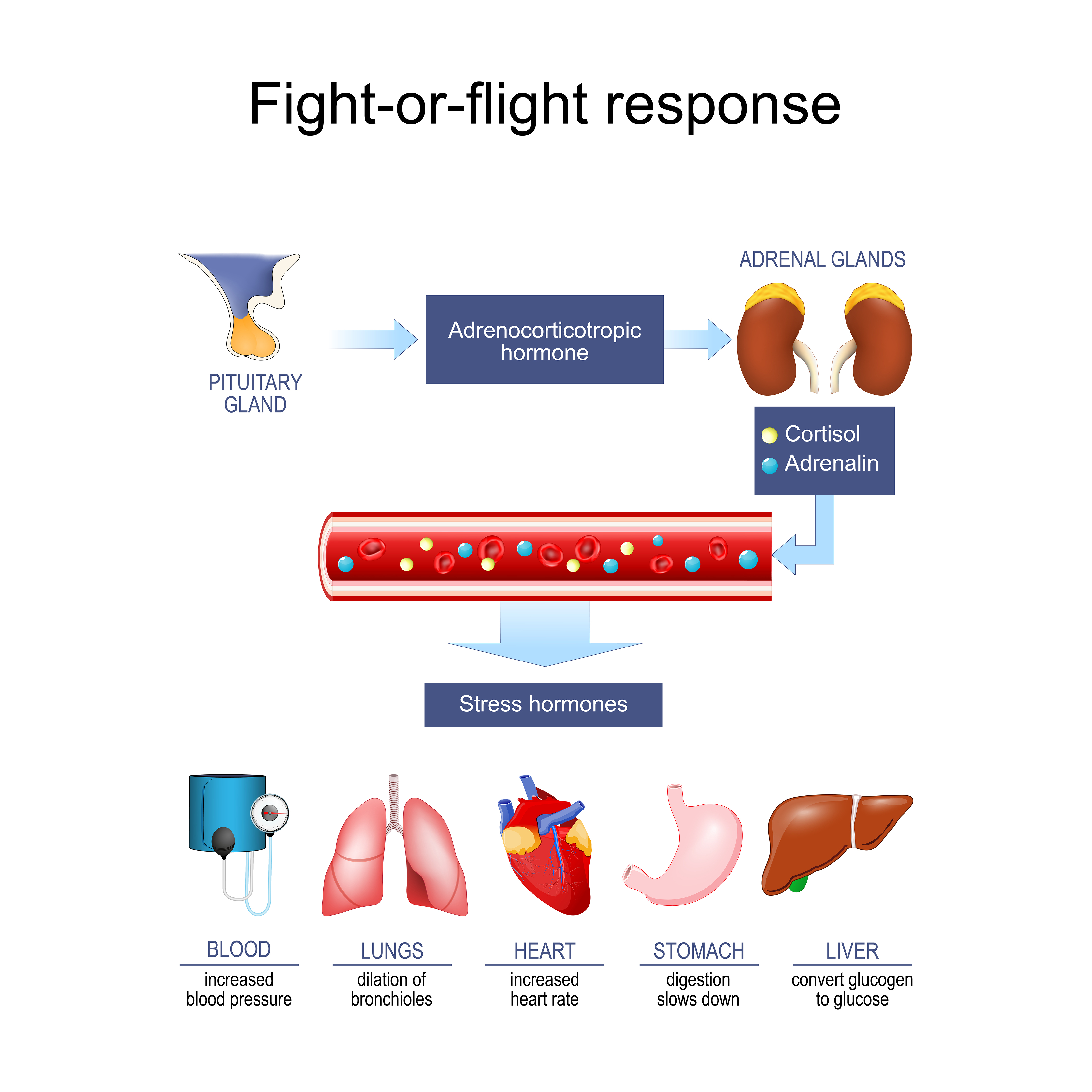 Stress & Cortisol Effects - Treatment @ MDIMC