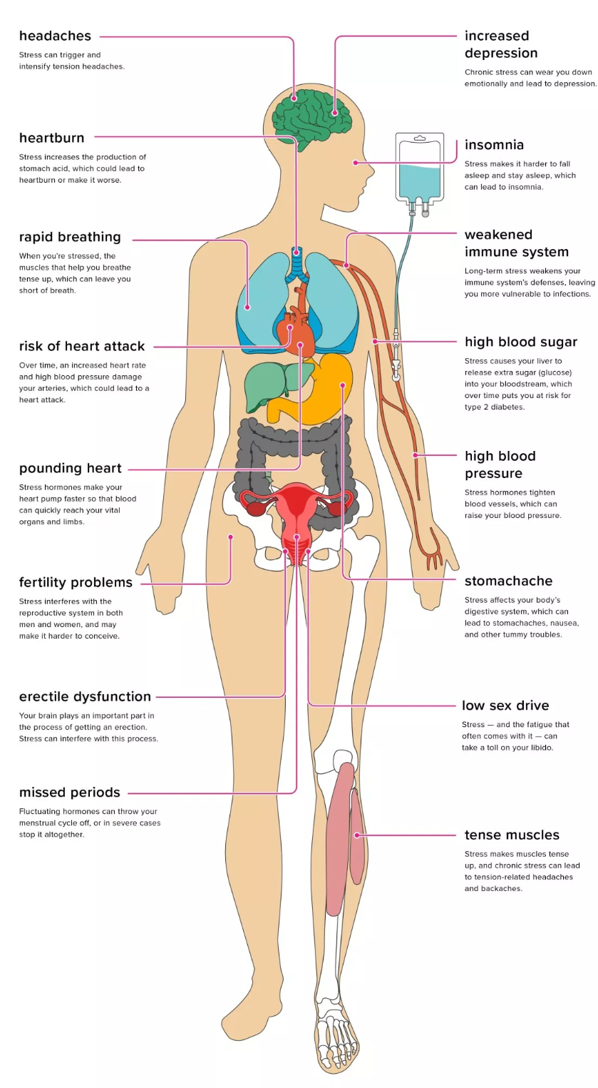 Effects of Stress on the Body - Treatment at AMDA SG Tel: 6694 1661