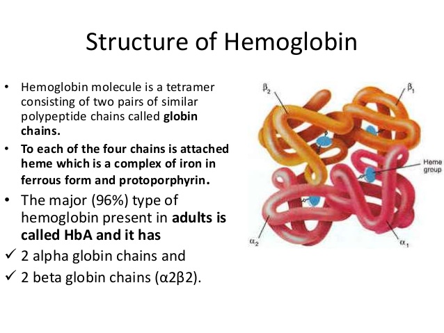 Haemoglobin Structure